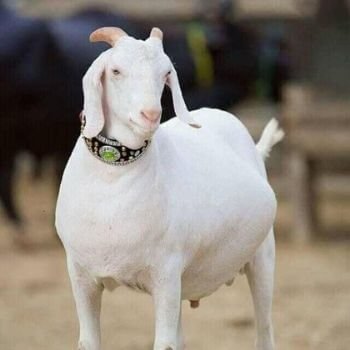 online qurbani bakra (goat)